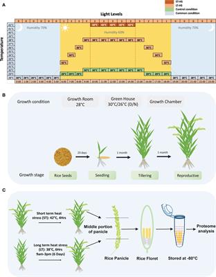 Heat-induced proteomic changes in anthers of contrasting rice genotypes under variable stress regimes
